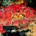 crab_reef_nr_h_0705_png0992.jpg